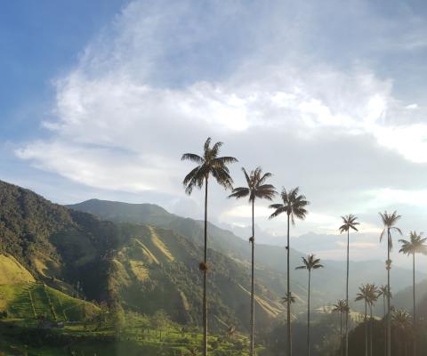 Cocora Valley, Salento, Colombia