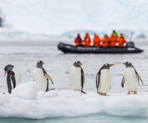 Gentoo penguins on an ice floe with tourists on a Zodiac cruise