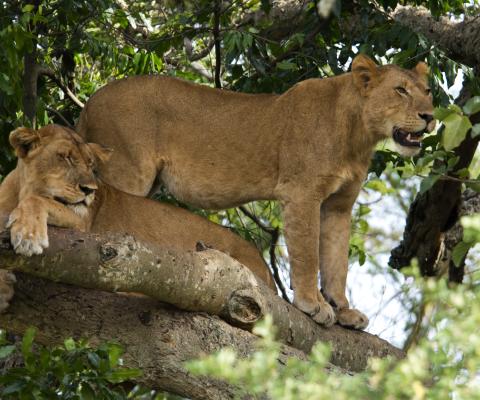 Tree climbing lions in Ishasha, Queen Elizabeth National Park, Uganda