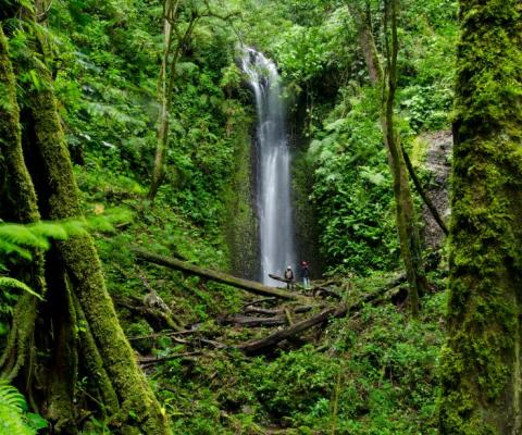 Cloud Forest in Panama (Undiscovered Destinations)