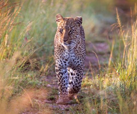 Leopard (Credit: iStock / WLDavies)