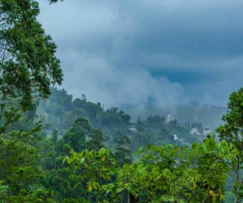 A cloudy day in the Sri Lankan rainforest