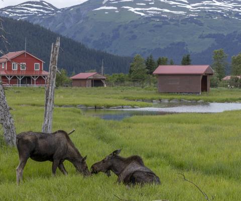 Holland America Line, moose excursion