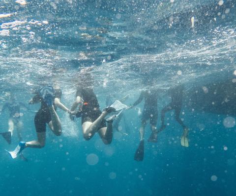 Snorkellers in the water