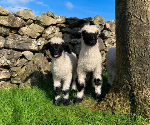 Lambs by a stone wall 