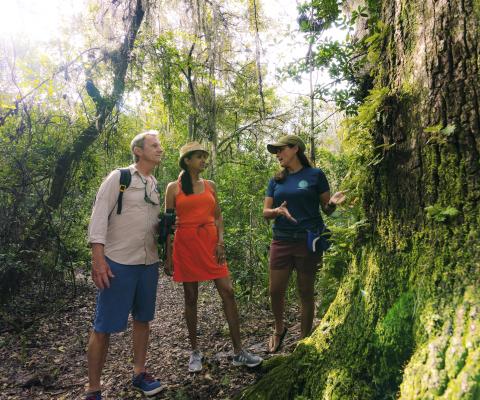 People looking up at a tree