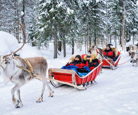 Reindeer sledge ride in Finland