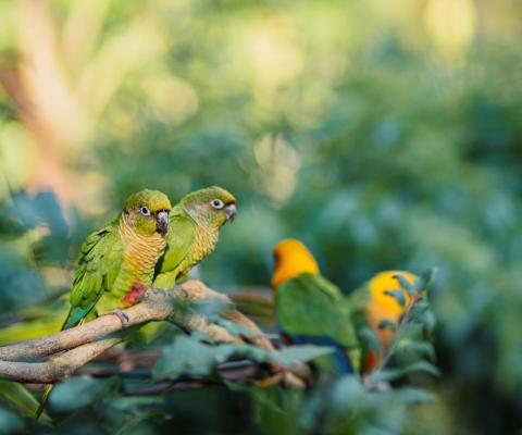 Three yellow birds on branch in the rainforest