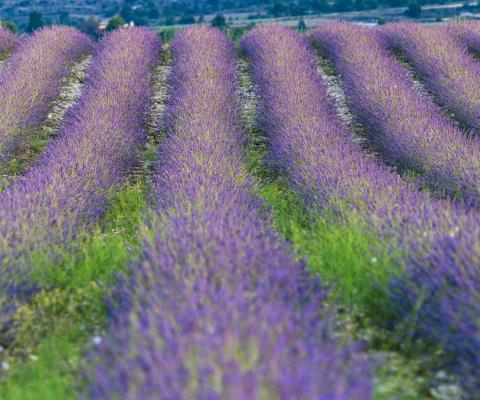 Lavender Fields Region of Murcia