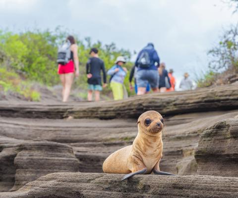 People observing a small sea lion in the Galapagos Islands