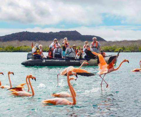 People on an inflatable expedition boat looking at flamingoes