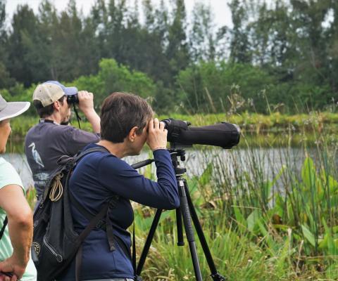 Birdwatching in Martin County, Florida