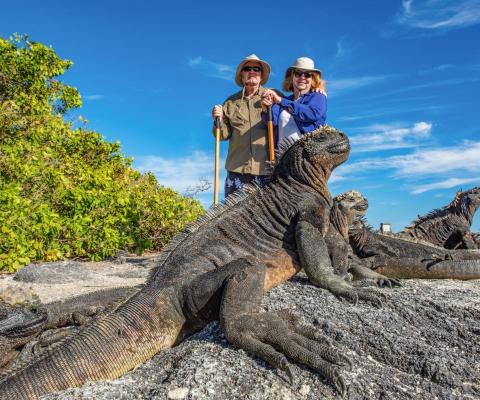 A man and woman look at several iguanas on the beach in the Galapagos Island