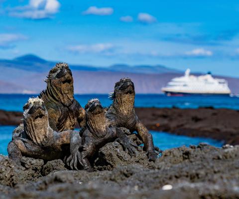 Iguanas sitting on a rock with HX Expedition ship in background 