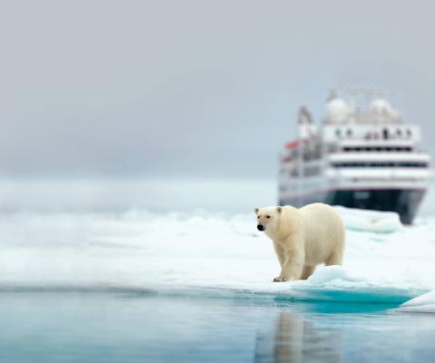 Polar bear and cruise ship in the Arctic