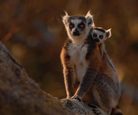 Lemurs