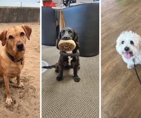 Three dogs, one golden medium dog, one dark small fluffy dog, one white small fluffy dog