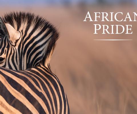 Zebra brochure cover with African Pride logo