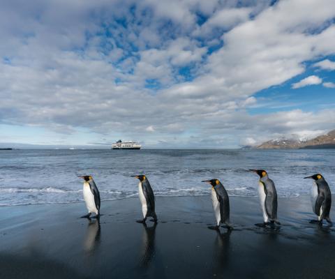 Penguins walking along beach in South Georgia with HX ship behind