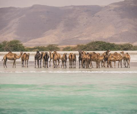 Camels on a beach with mountains behind