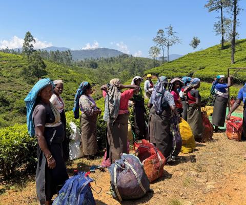 Tea pluckers in Sri Lanka