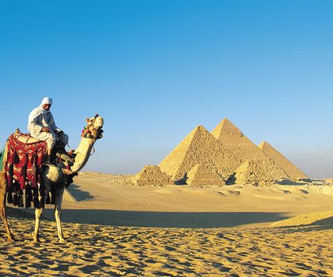 Egypt - camel in front of pyramids