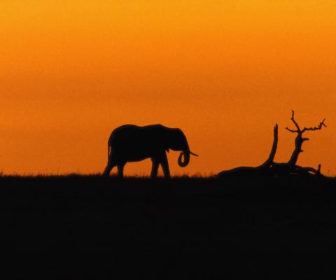 Elephant