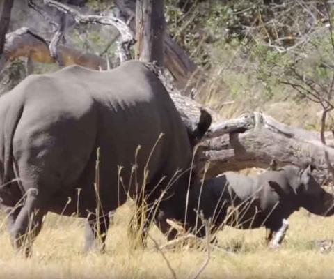 Baby-Rhino.jpg