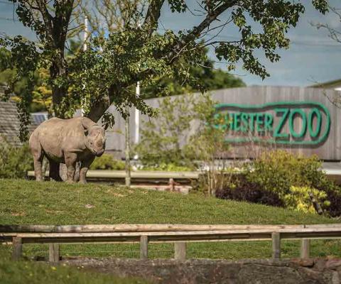 Rhino at Chester Zoo
