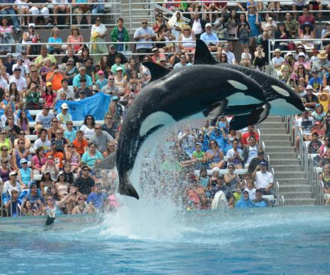 SeaWorld, Orcas