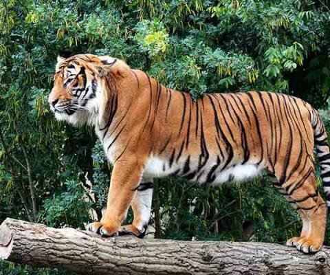 Tiger in Rajasthan.jpg