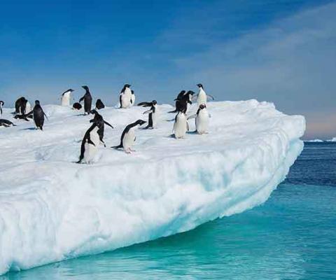 Antarctica penguins on an ice floe