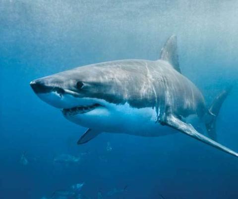 Great-White-Shark.jpg