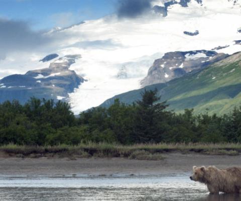 Alaska, bear