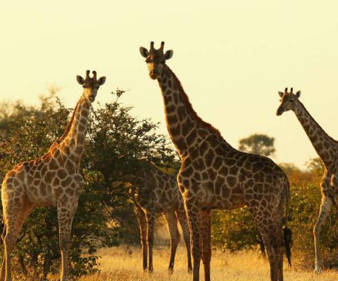 Giraffe, safari, Africa