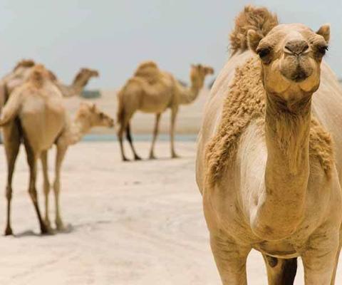 Camels-in-the-desert.jpg