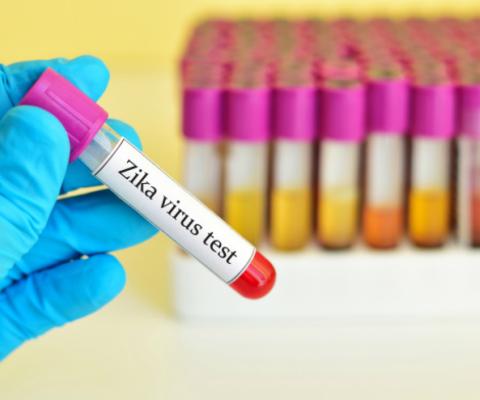 Zika image web.jpg
