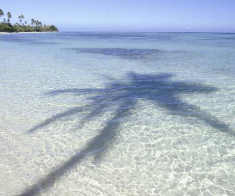 Fiji palm tree ThinkstockPhotos-71260527