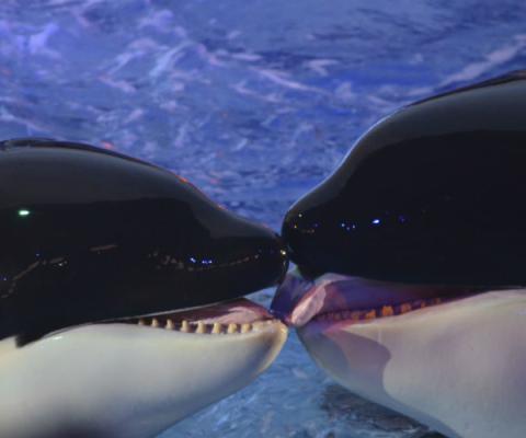 SeaWorld orca killer whale ThinkstockPhotos-467244249