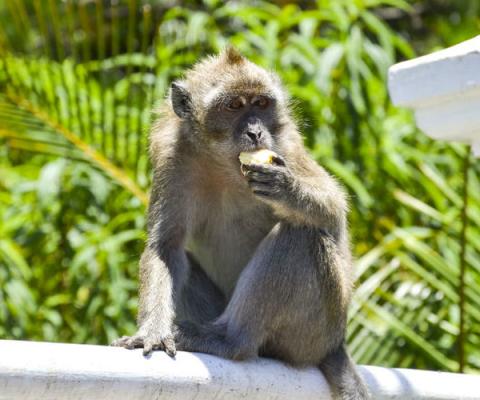 Mauritius Monkey.jpg