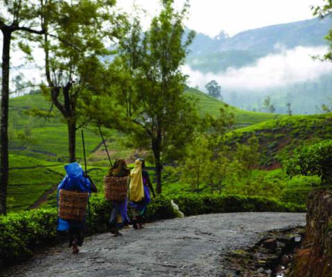 tea pluckers set out 1 Sri Lanka.JPG