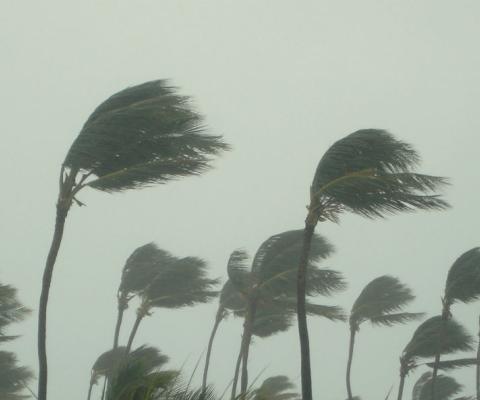 Palm trees suffer hurricane winds