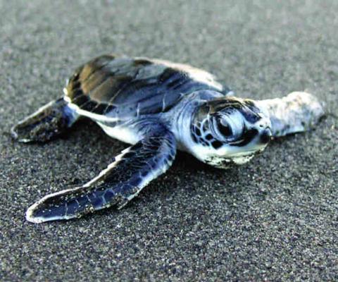 GreenTurtleHatchling_Rosalie_Bay_Dominica1.jpg