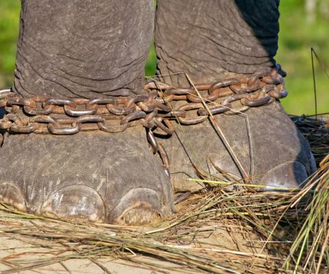 Elephant_chains_.jpg