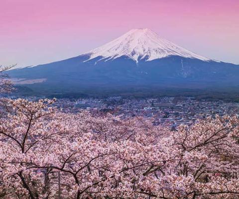 Mount Fuji and Cherry Blossom