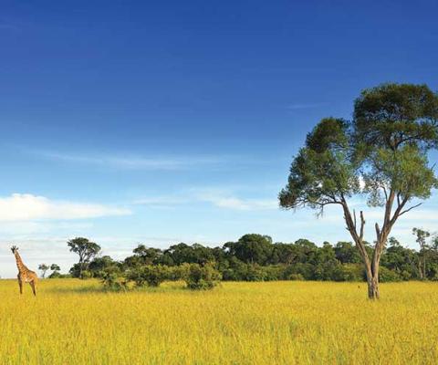 Giraffe in Kenya safari