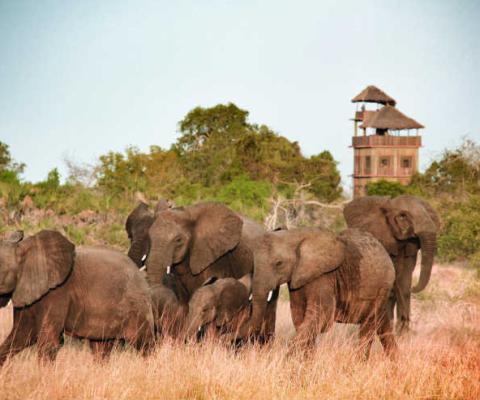 How Many Elephants fears dwindling tourism revenue could limit efforts to fight elephant poaching
