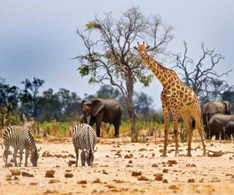 Giraffe, zebras and elephants on safari