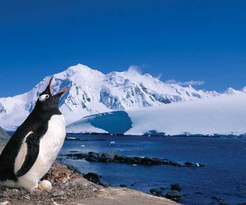 SILVERSEA Gentoo Penguin-Antarctic Peninsula