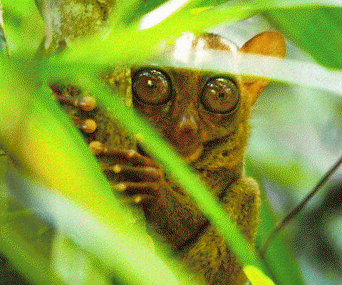 Tarsier-philippines-WO.gif